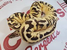 We did not find results for: Rich Mccoll S Serpents Mccollrich Twitter