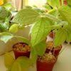 Image result for Dioscorea dregeana