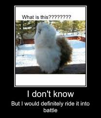 Definitely Into Battle Alpaca Funny Funny Cute Funny Animals