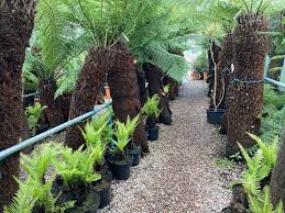 Image result for Heteromorpha involucrata