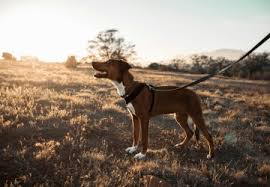 Image result for velký vendéeský hrubosrstý honič