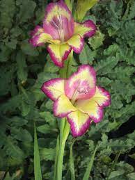 Pin On Fleurs Glaieuls