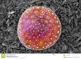 Una de las personas contagiadas aunque no hay pruebas que sugieran que la nueva patología se esté extendiendo a otras regiones de la india, los expertos suponen que el 'hongo. Opinion De La Parte Superior El Hongo Del Muscaria De La Amanita De Los Bros De Mario Foto De Archivo Imagen De Upside Hierba 114669556