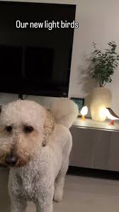 #goldendoodle #décor #lights #birds