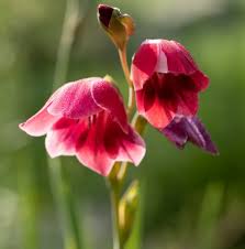 Image result for Gladiolus ecklonii
