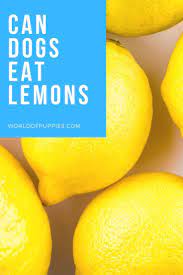 Can Dogs Eat Lemons Can Dogs Eat Lemons Can Dogs Eat Eating Lemons