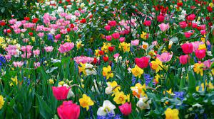 You can download free flower png images with transparent backgrounds from the largest collection on pngtree. Hd Wallpapers For Pc Full Screen Flower Free Download Hd Desktop Wallpapers 1080p Spring Flowers Wallpaper Flower Garden Spring Flowers