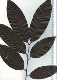 Image result for Glenniea