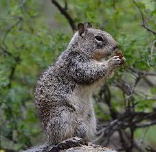 California ground squirrels live in underground burrows and form colonies of 2 to 20 or more animals. Feeding California Ground Squirrel The Nature Niche