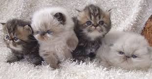 Kucing persia jenis ini sangatlah unik, kucing persia ini merupakan kucing yang sangat lucu. Harga Kucing Persia Di Indonesia Tazesiru Cat S House Himalayan Cat Kitten Kittens Cutest Himalayan Kitten