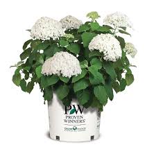 In fact, hydra is greek for water, and angos is greek for vessel, which translates to water barrel. hydrangea flowers are also perfect for drying. Proven Winners Hydrangea Incrediball Plant The Home Depot Canada