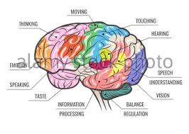 Check spelling or type a new query. Human Brain Anatomy Function Area Mind System Infographic Composition With Text Legend Keys And Colorful Areas Vector Illustration Stock Vector Image Art Alamy