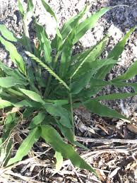 Image result for Urochloa