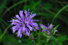 We did not find results for: 35 Plants That Repel Mosquitoes