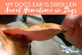 When something irritates the ear canal, the cat responds by scratching or shaking its head. My Dog Has A Swollen Ear Aural Hematoma In Dogs Causes Treatment