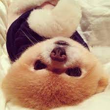 Baby Boo 3 Oh My Gosh He Is Adorabubble Boo The Dog Boo Puppy World Cutest Dog
