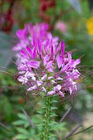 Image result for Cleome houtteana