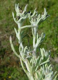 Image result for Gnaphalium polycaulon