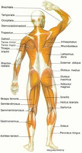 Male muscular system, full anatomical body diagram with muscle scheme, vector illustration educational poster. Diagram Of Muscular System Biological Science Picture Directory Pulpbits Net