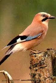 Orange Birds Of Western Washington Eurasian Jay Birds Beautiful Birds Birds Wild Birds
