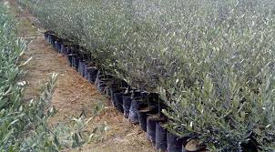 Meyve ağaçları ne zaman ekilir, meyve ağacı nasıl dikilir, meyva ağaçları nasıl budanır efendim nihayet bahar geldi ve yanında bütün bir kış hasretle beklediğimiz bahçe mevsiminide getirdi. Meraklisi Icin Zeytin Yetistiriciliginin Puf Noktalari Listelist Com