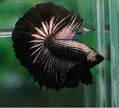 Select from distinct halfmoon betta fish at alibaba.com to enhance the aesthetic appearance of your interior decor. Red Blue Imported Betta Fish Rs 120 Piece Rainbow Betta Id 18305211162