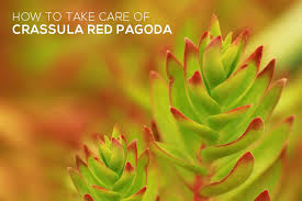 'black pagoda' has interesting yellow and orange flowers, with dark mottled foliage. How To Care For Crassula Red Pagoda Succulents Box