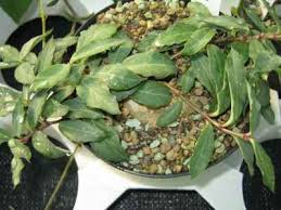 Image result for Ceropegia conrathii