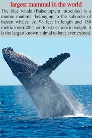 Education The Blue Whale Is The Largest Mammal In The World Blue Whale Whale Baleen Whales