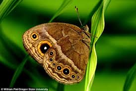 Eye Knew It Markings On Butterfly Wings Really Do Mimic A Predator S Gaze Daily Mail Online This is actually a modified wing that has turned into a shell. daily mail