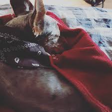 Watch The Best Youtube Videos Online Pies Skarb Ozzy Dog Bandana Love R B Youtube Videos Video Online