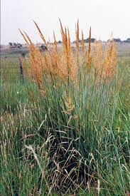 Image result for Sorghastrum