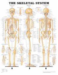 Skeletal System Anatomical Chart Human Skeleton Anatomy