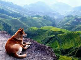 لحظة استرخاء امام منظر بديع Pictures Pet Dogs Animals