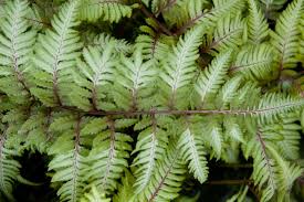 Image result for Athyrium newtonii