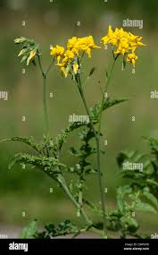 Image result for Solanum tettense