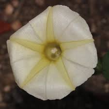 Image result for Ipomoea obscura