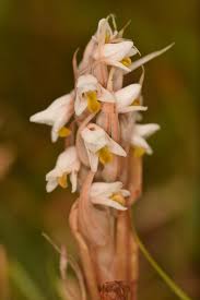 Image result for Zeuxine