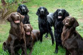 You will find flat coated retriever dogs for adoption and puppies for sale under the listings here. Flat Coated Retriever Vs Golden Retriever Breed Comparison