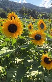 Sunflower Flowers Summer View Beautiful Nature Flower Aesthetic Nature Photography Flower Art Painting