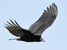 An experienced everglades bird photographer must have quite a portfolio. Turkey Vulture Ebird