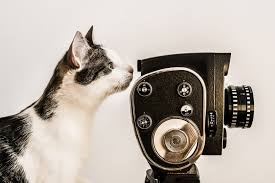 Felix is still one of the most popular names for black cats to this day. 19 Best Cat Names From Movies Great Pet Care