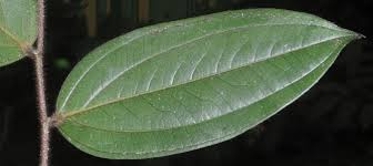 Image result for Anisophylleaceae