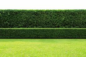 These expandable, durable hedge screens are made from polyester, polyethylene or willow and come in a. Garden Screening Privacy Ideas All Green Nursery