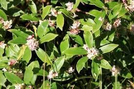 Image result for Justicia odora