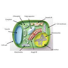 Shape, function, and interactions in the context of a multicellular. Simple Plant Cell Origami Organelles