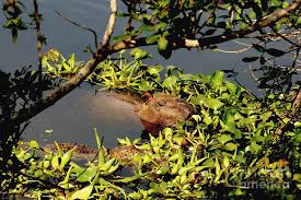 Then, capybaras eat reeds, grains, melons, and squashes. Alligator And Capybara Photograph By Gabriel Branco