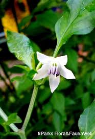 Image result for Capsicum frutescens