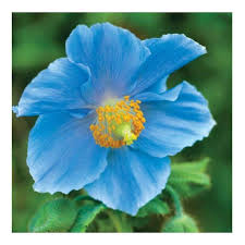 Meconopsis betonicifolia, also known as meconopsis baileyi and the himalayan blue poppy, was first formally named in 1912 by lt. Premier Seeds Direct Pap17f Himalayan Blue Poppy Meconopsis Betonicifolia Seeds Pack Of 50 Buy Online In Faroe Islands At Faroe Desertcart Com Productid 48392998