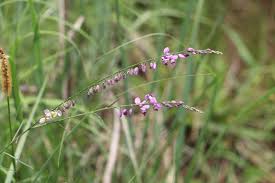 Image result for Brachycorythis ovata